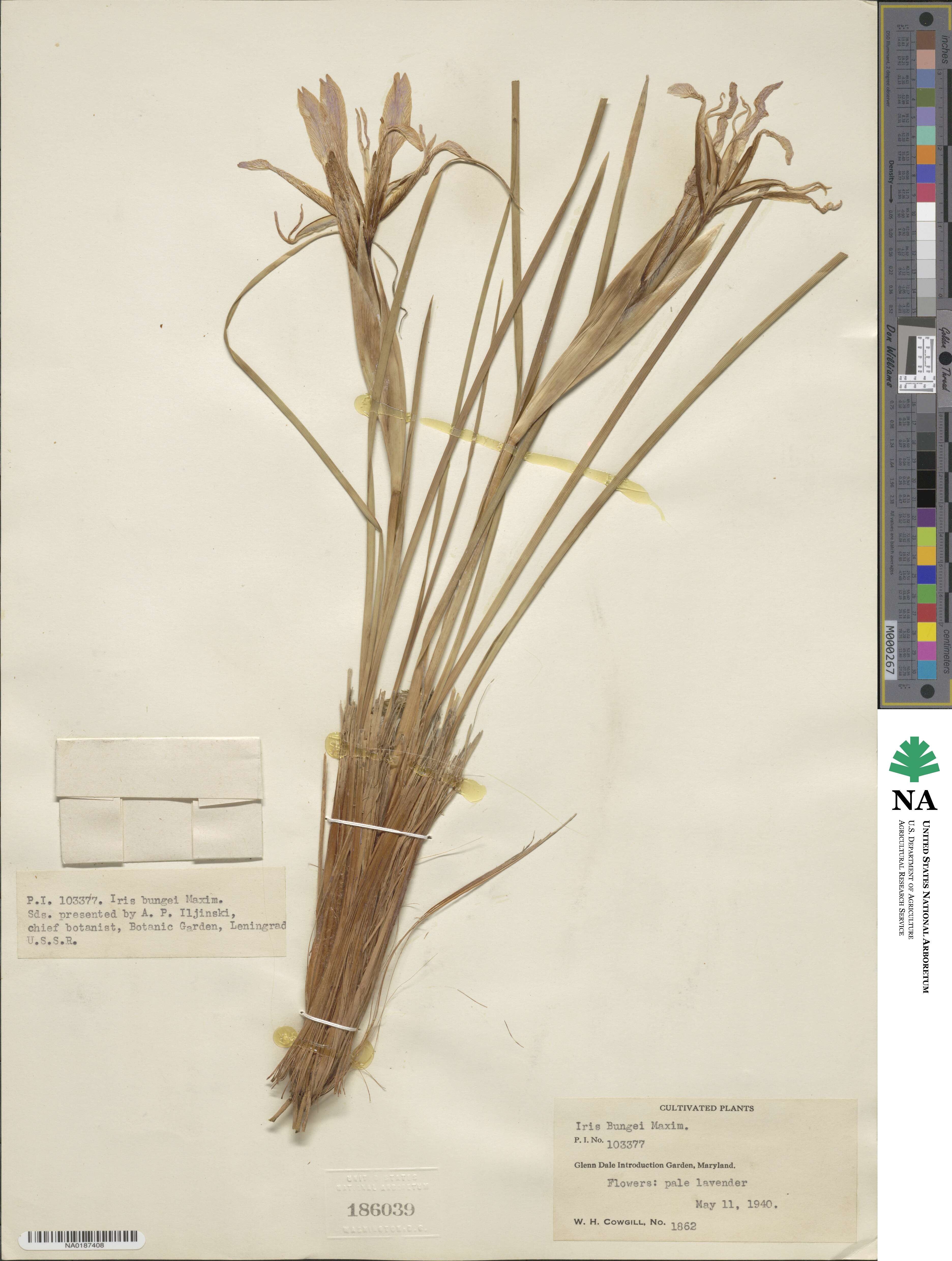 Iris bungei image