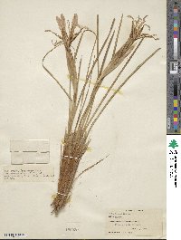 Iris bungei image