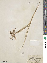 Iris bungei image