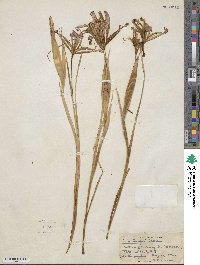 Iris bungei image