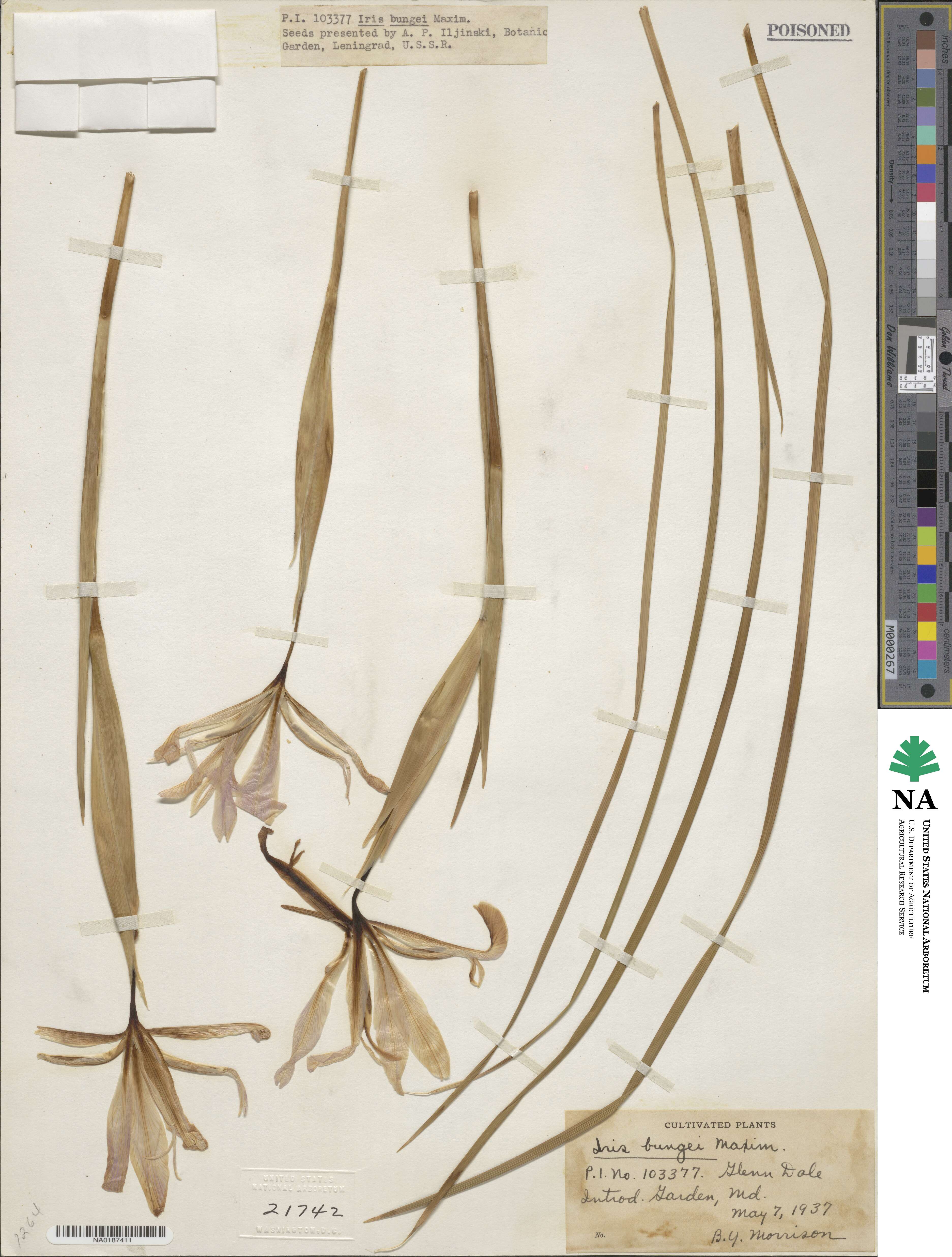 Iris bungei image