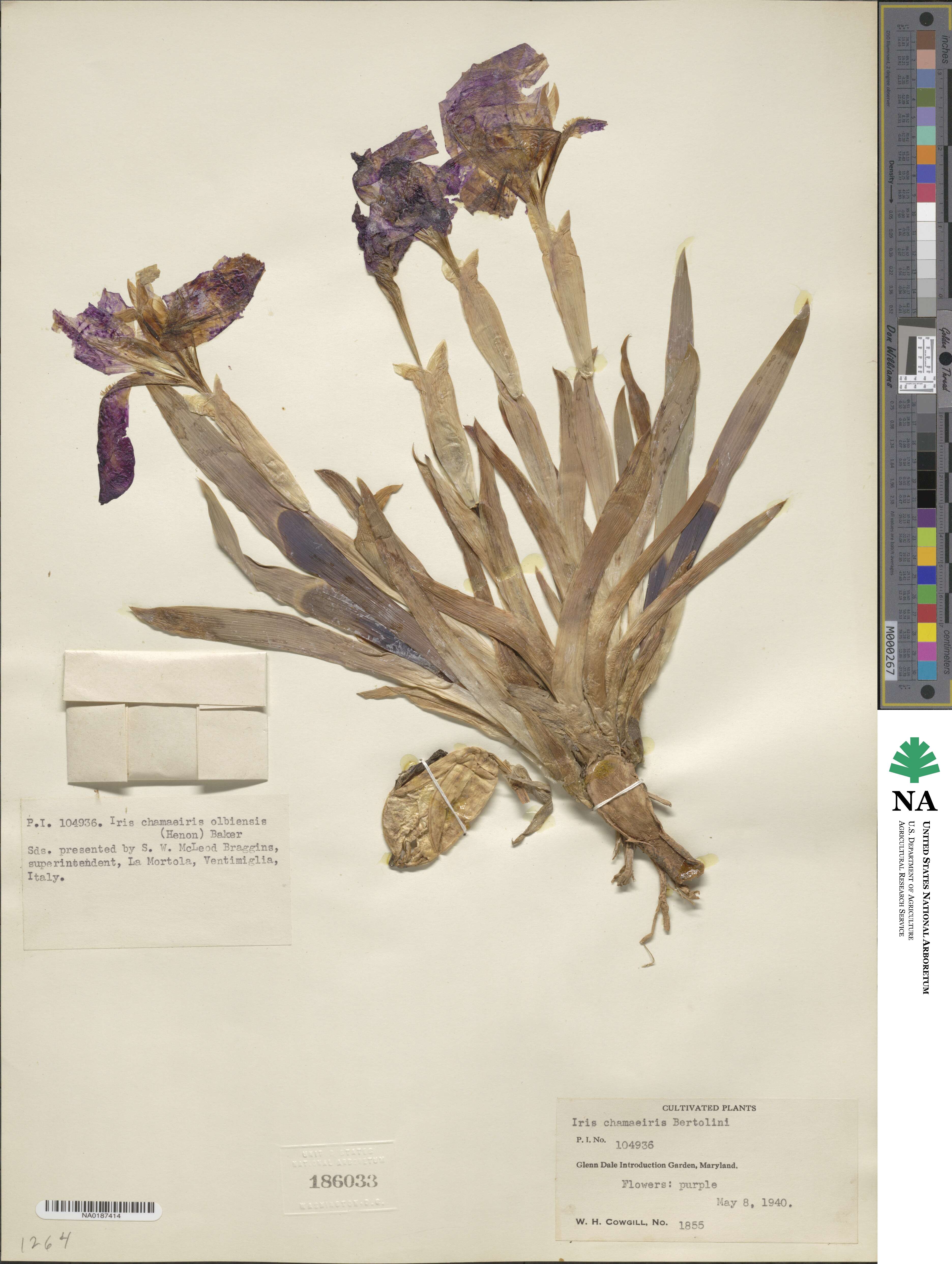 Iris lutescens image