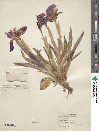 Iris lutescens image