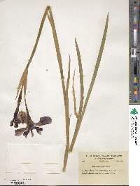 Image of Iris chrysographes