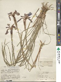 Iris chrysographes image