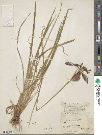 Iris chrysographes image