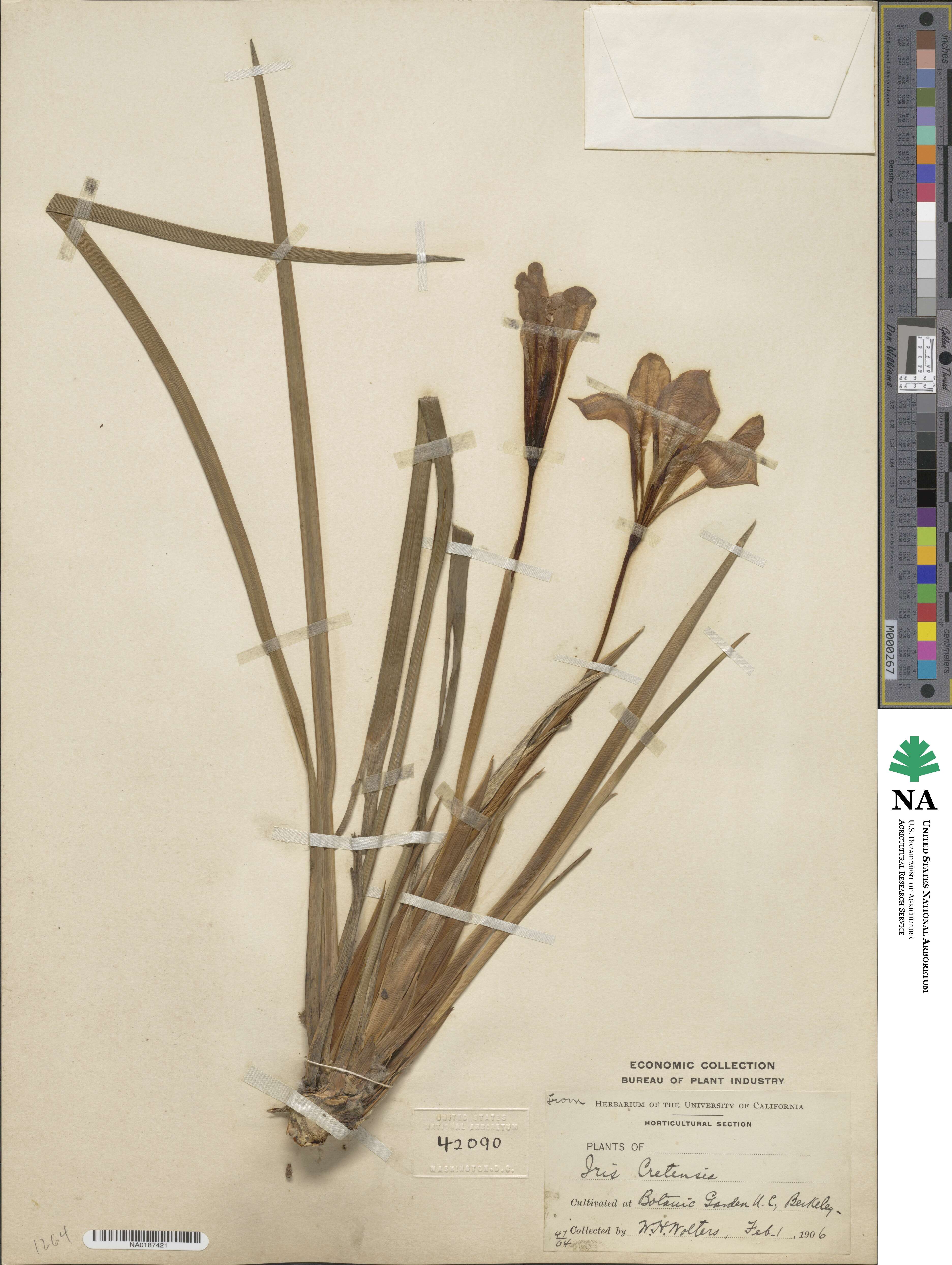 Iris unguicularis subsp. cretensis image