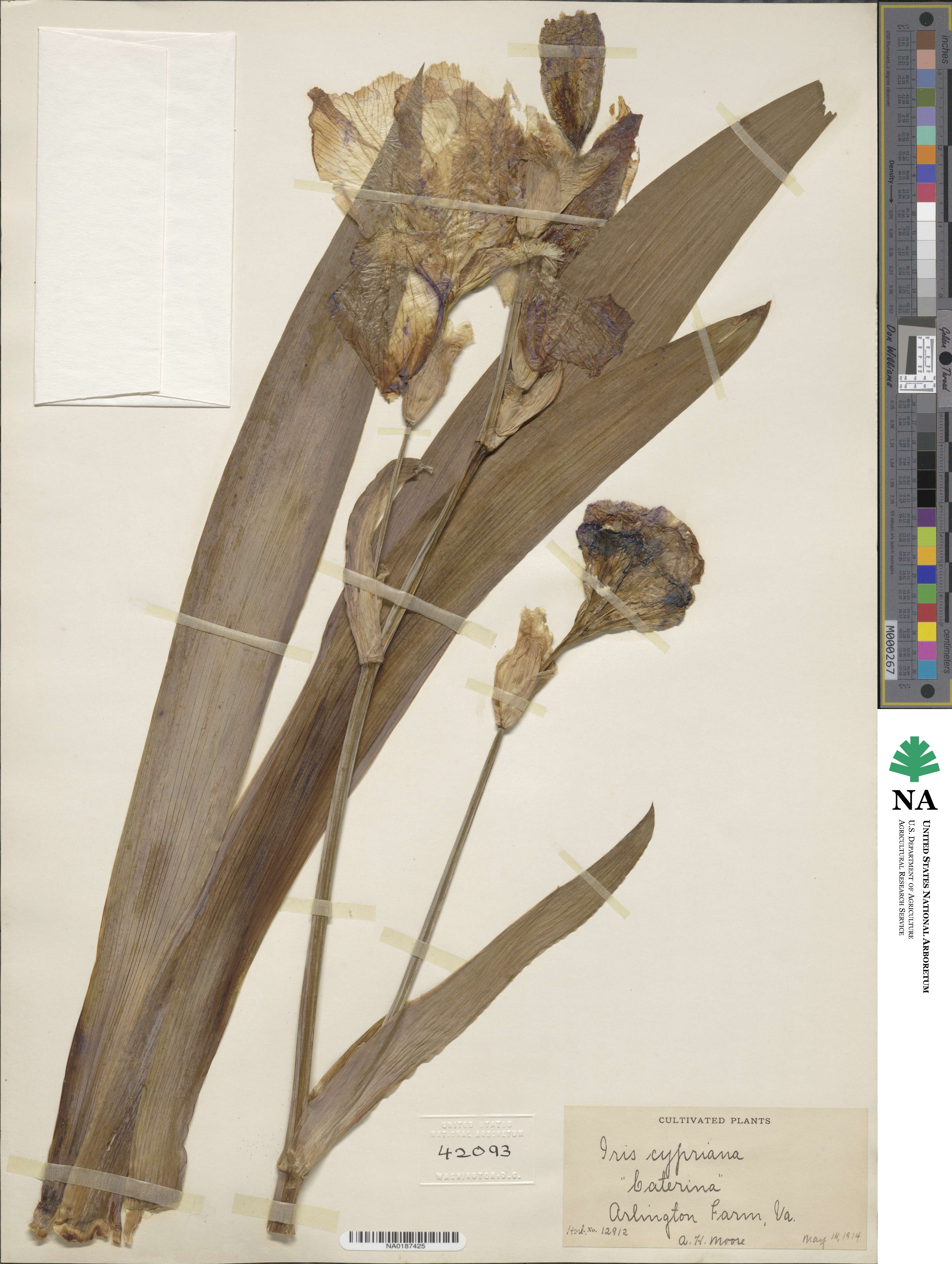 Iris × cypriana image