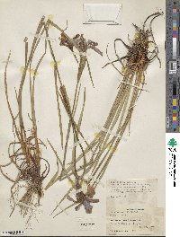 Image of Iris delavayi