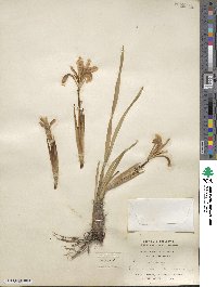 Iris ensata image