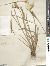 Iris ensata image