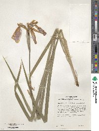 Iris ensata image