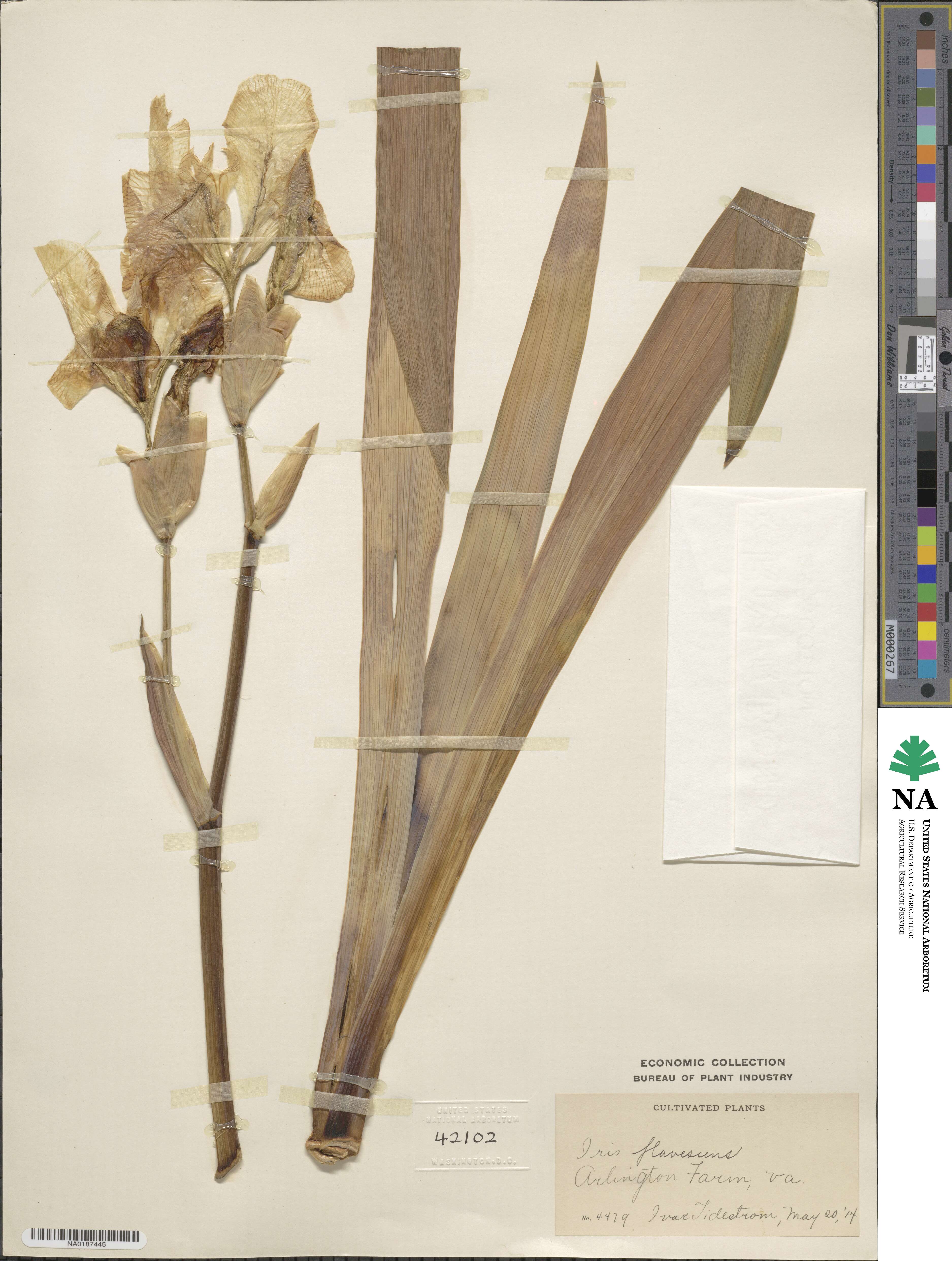 Iris variegata image