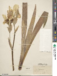 Iris variegata image