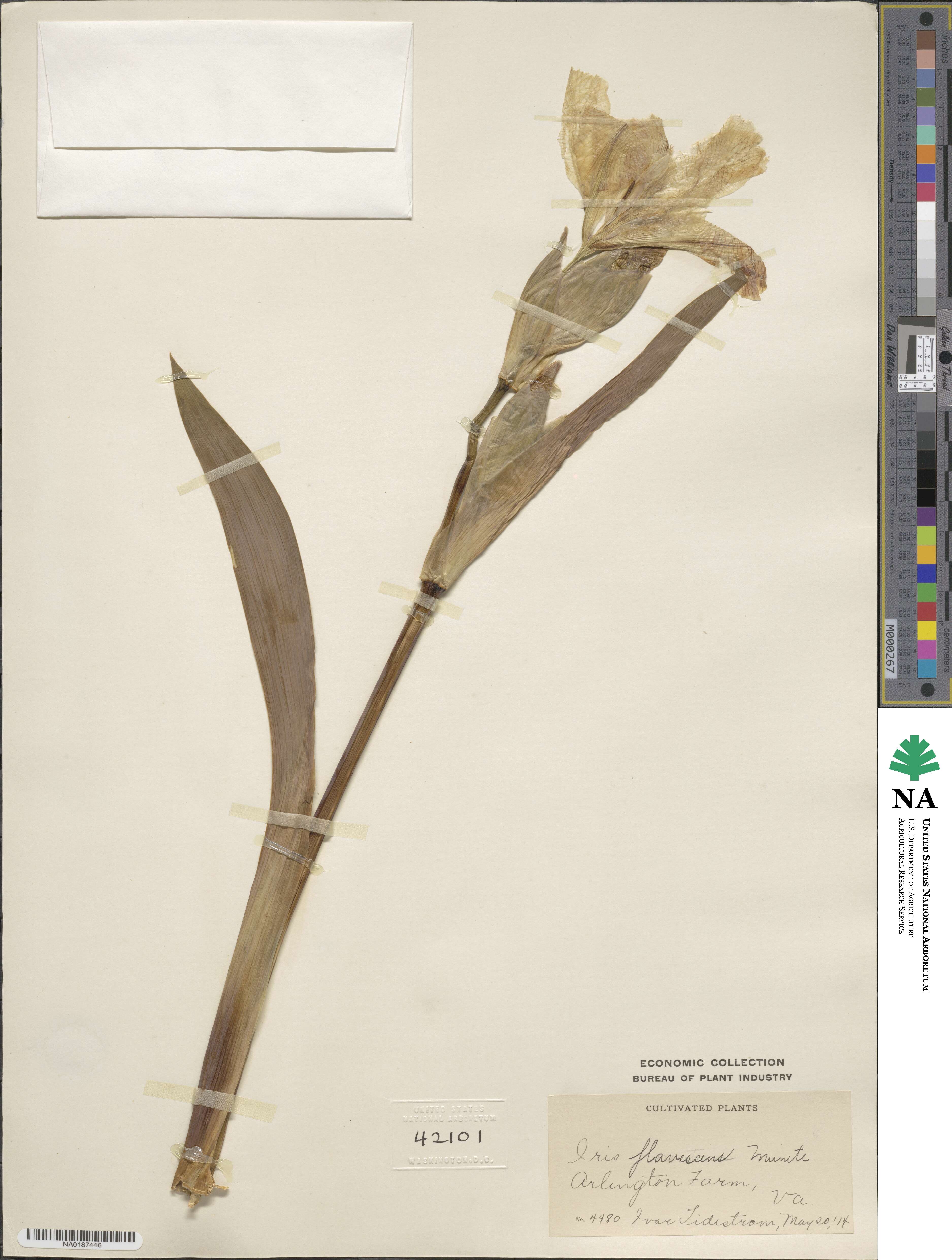 Iris variegata var. variegata image