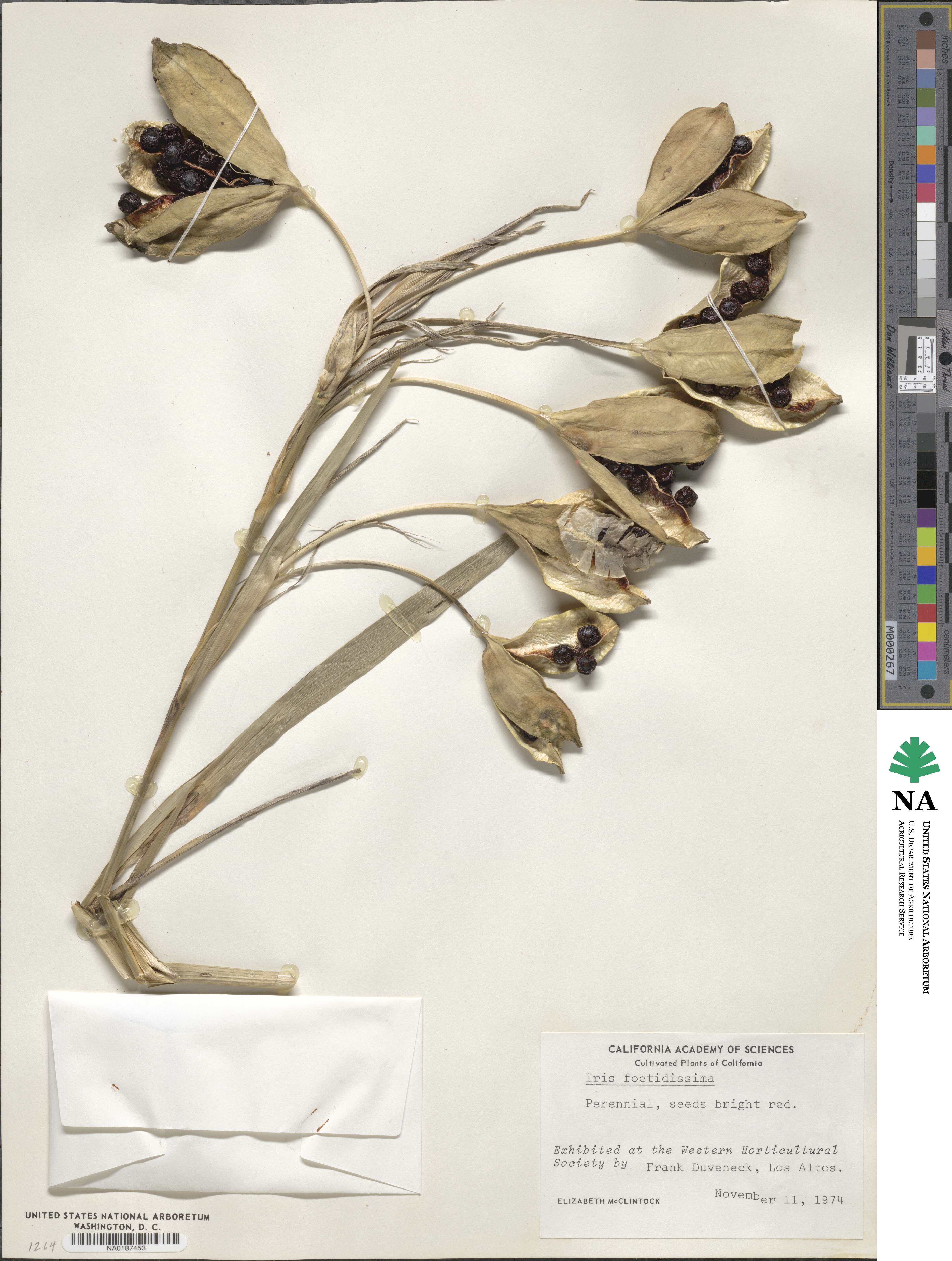 Iris foetidissima image