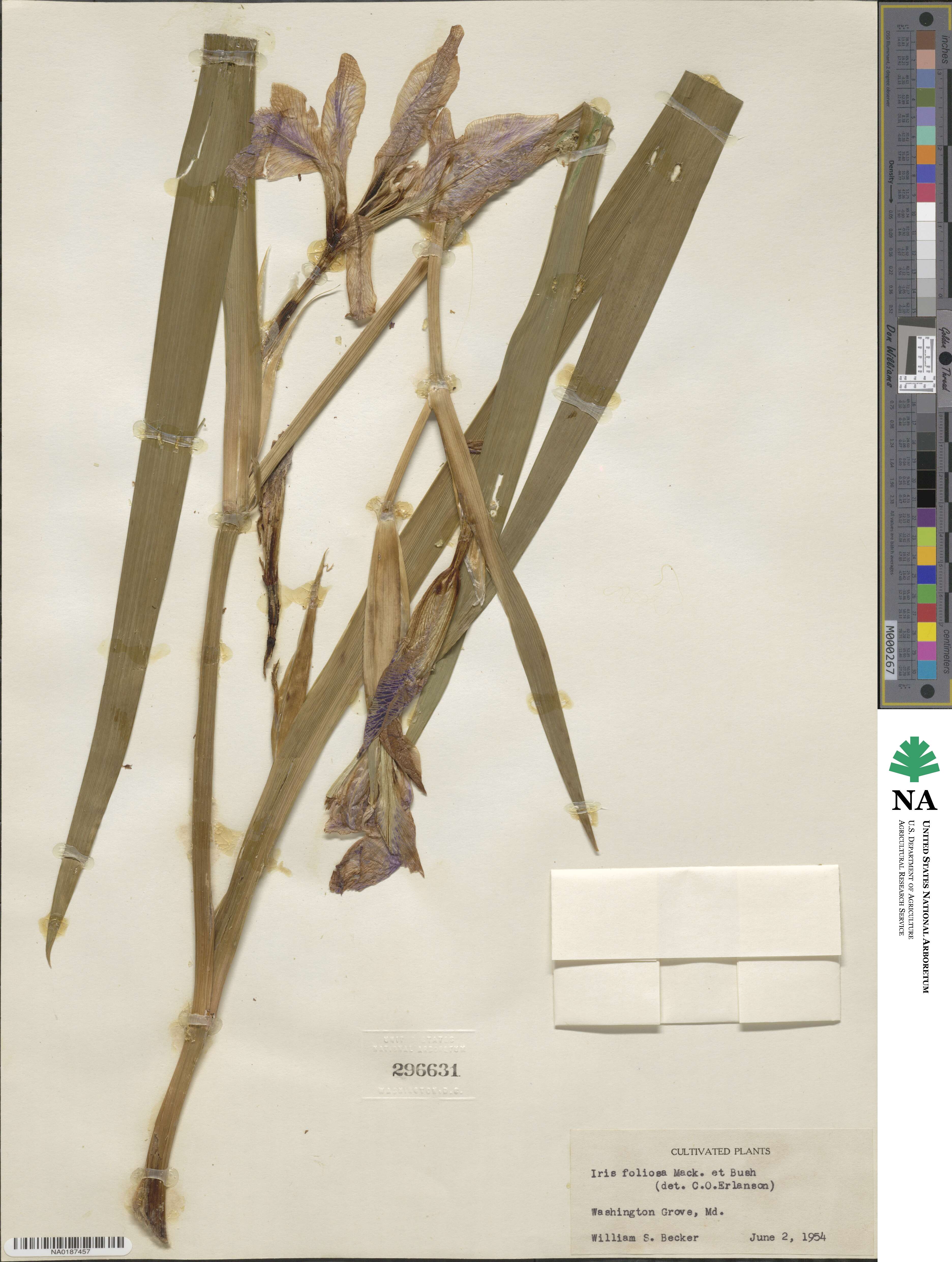 Iris brevicaulis image