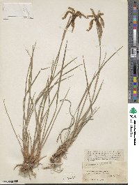 Image of Iris forrestii