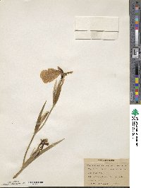 Iris fulva image