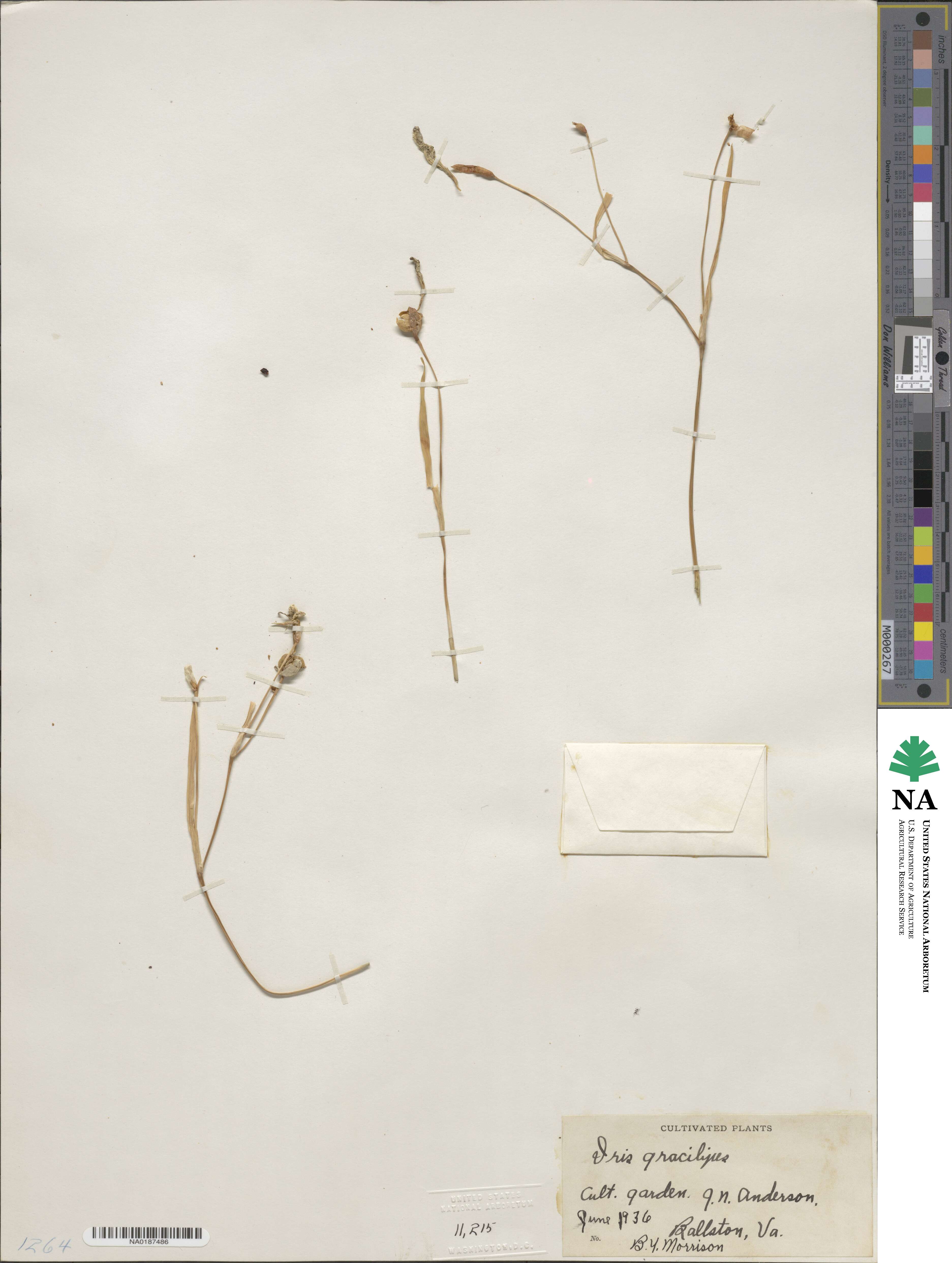 Iris image