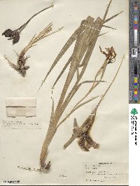 Iris graminea image