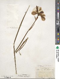 Iris graminea image