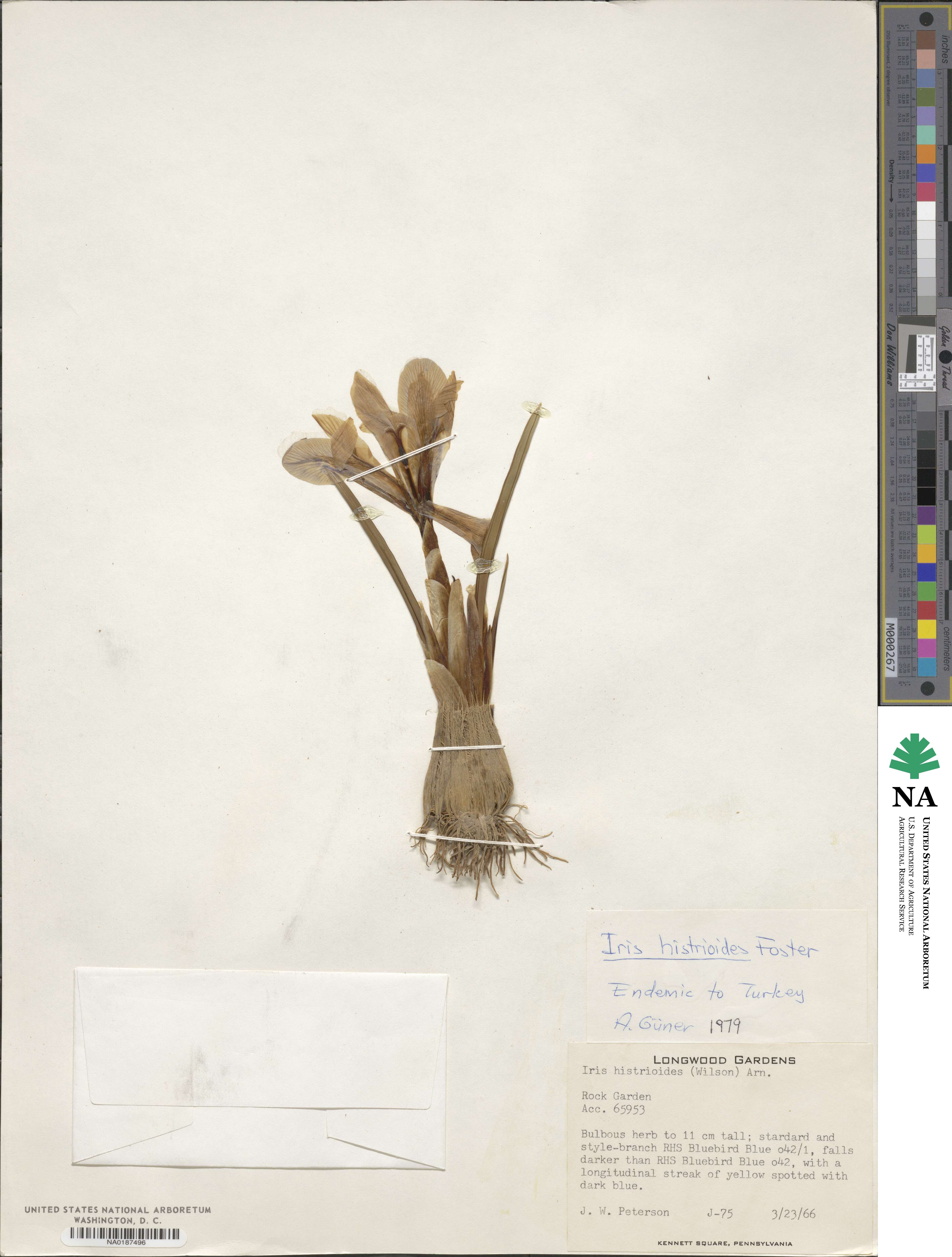 Iris histrioides image