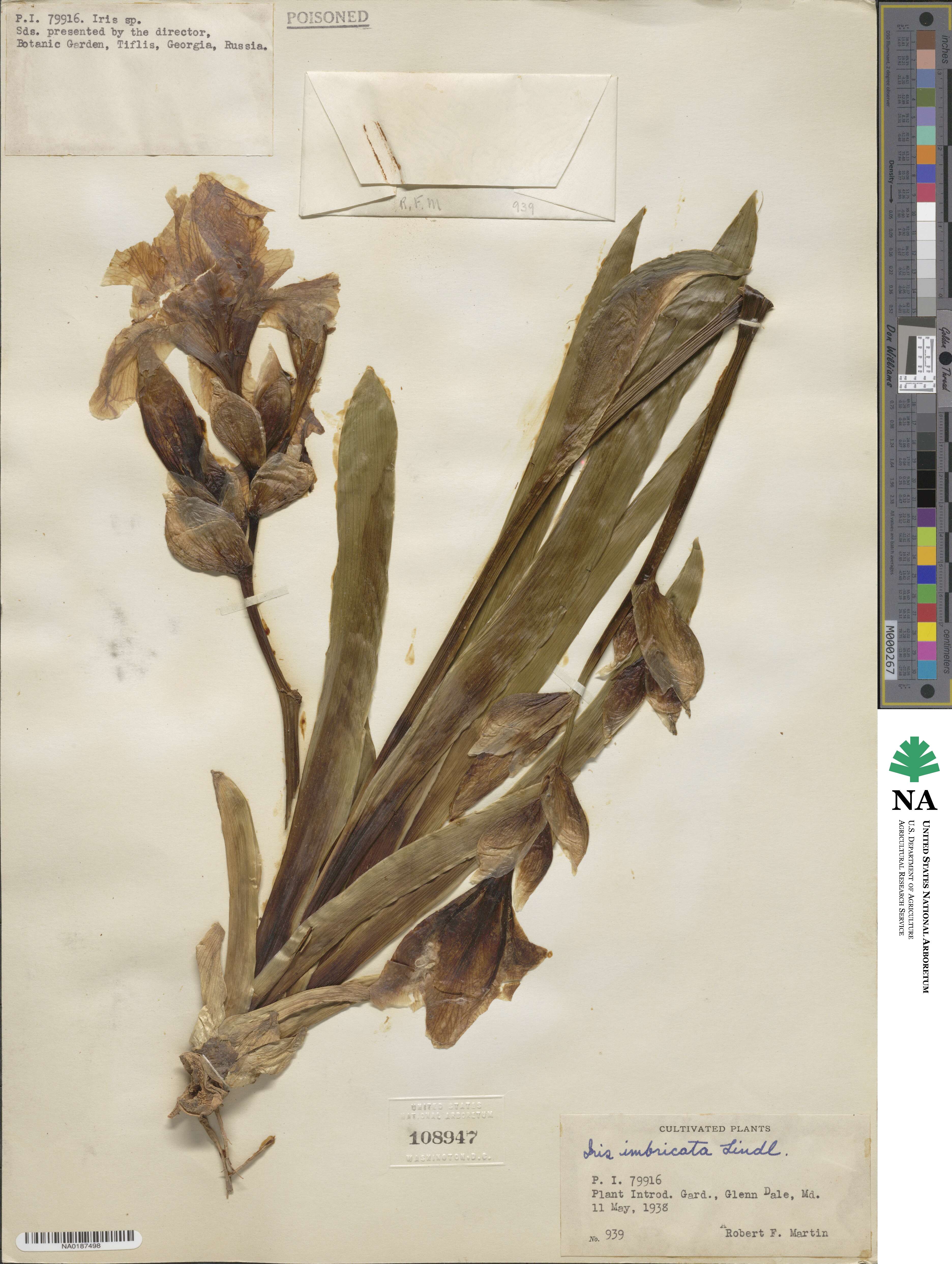 Iris imbricata image