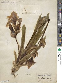 Iris imbricata image