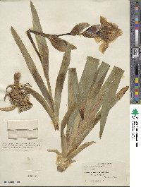 Iris imbricata image