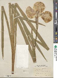 Iris ensata image