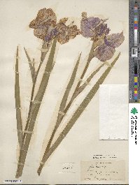 Iris ensata image