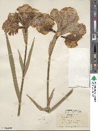 Iris ensata image