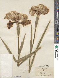 Iris ensata image