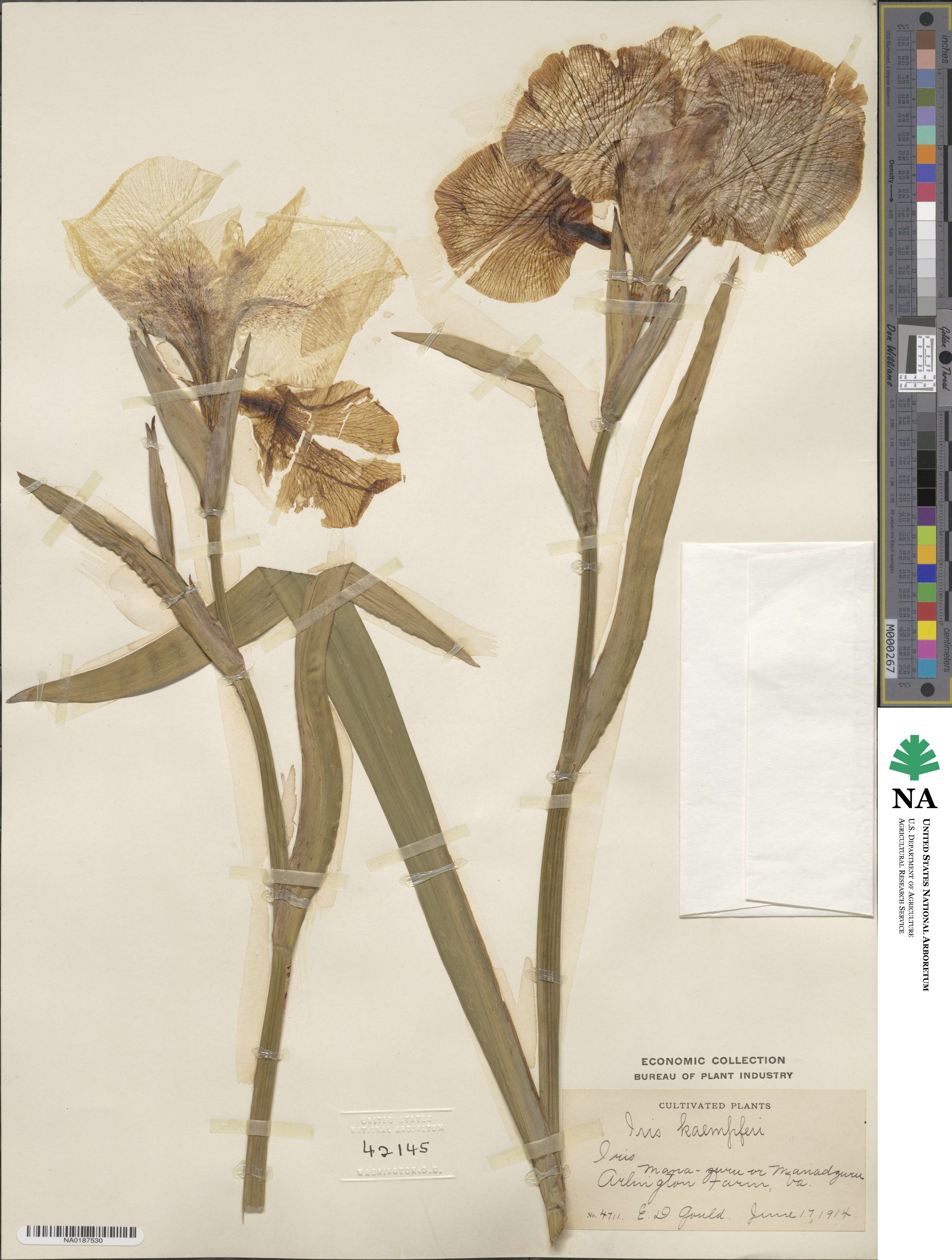 Iris ensata image