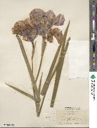 Iris ensata image