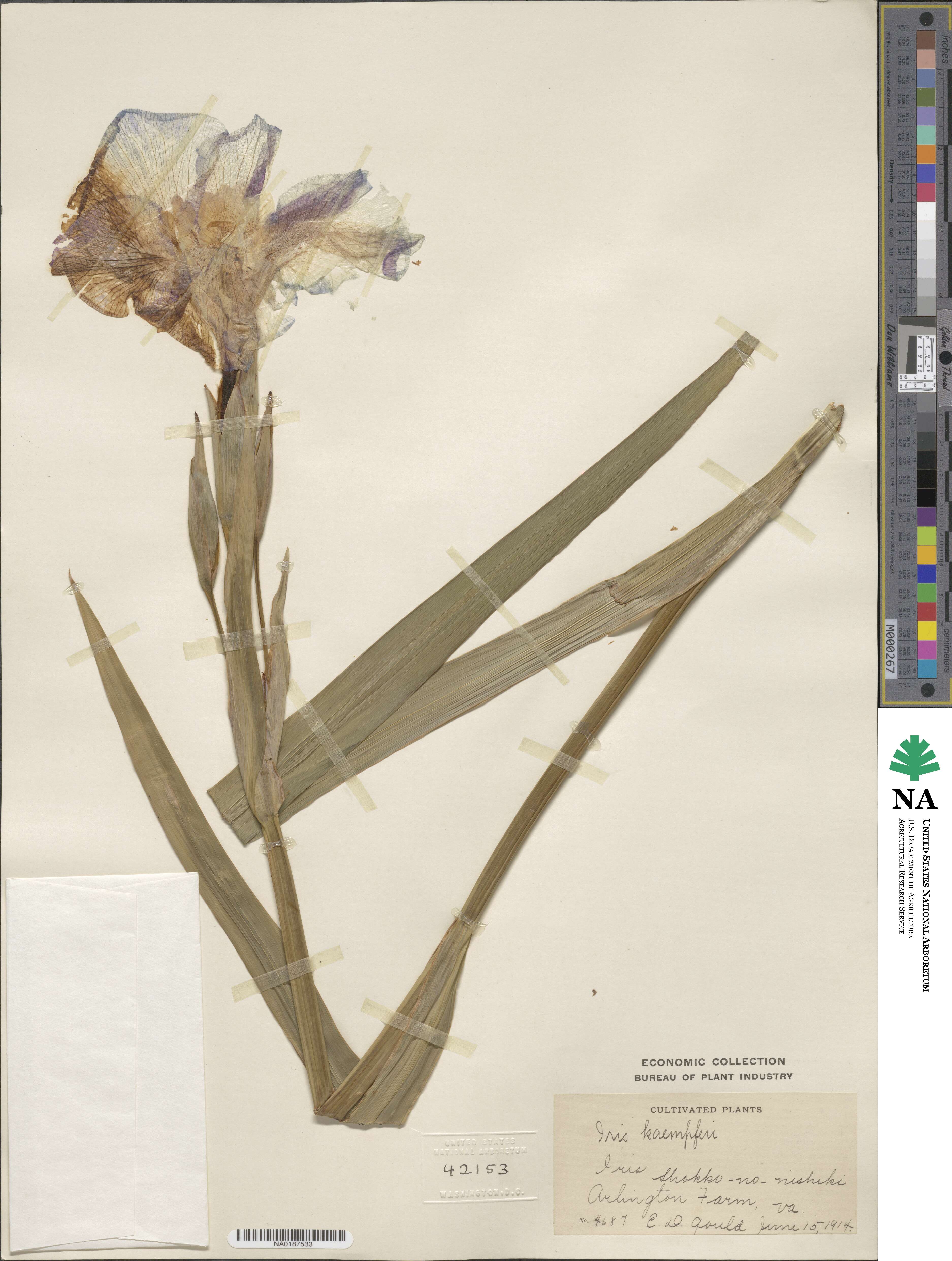 Iris ensata image