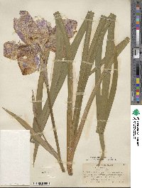 Iris ensata image