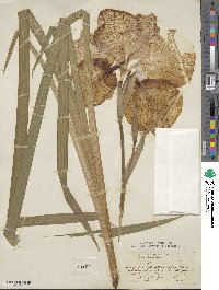 Iris ensata image