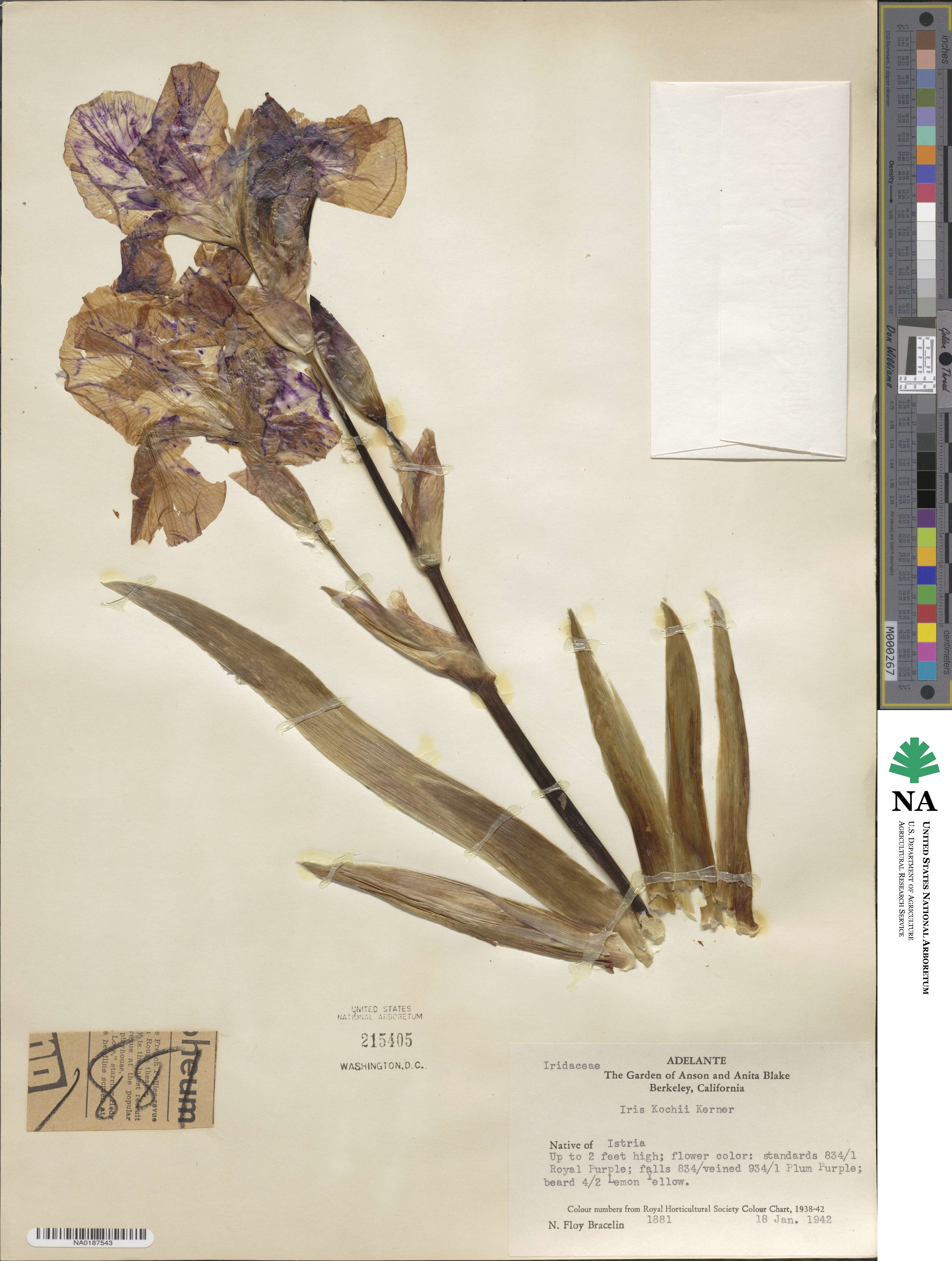 Iris × kochii image