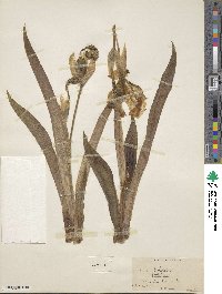 Iris lutescens image