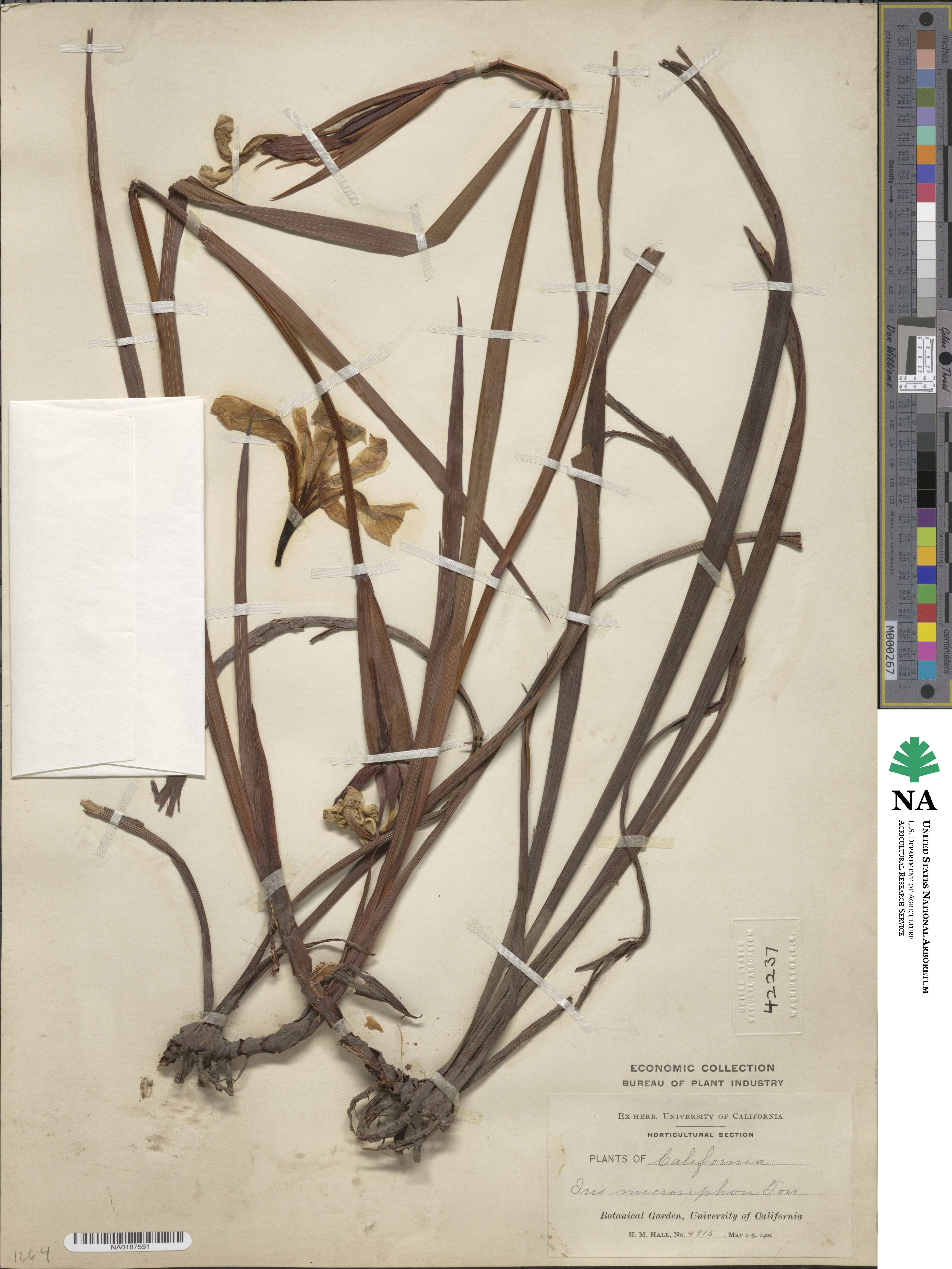 Iris macrosiphon image