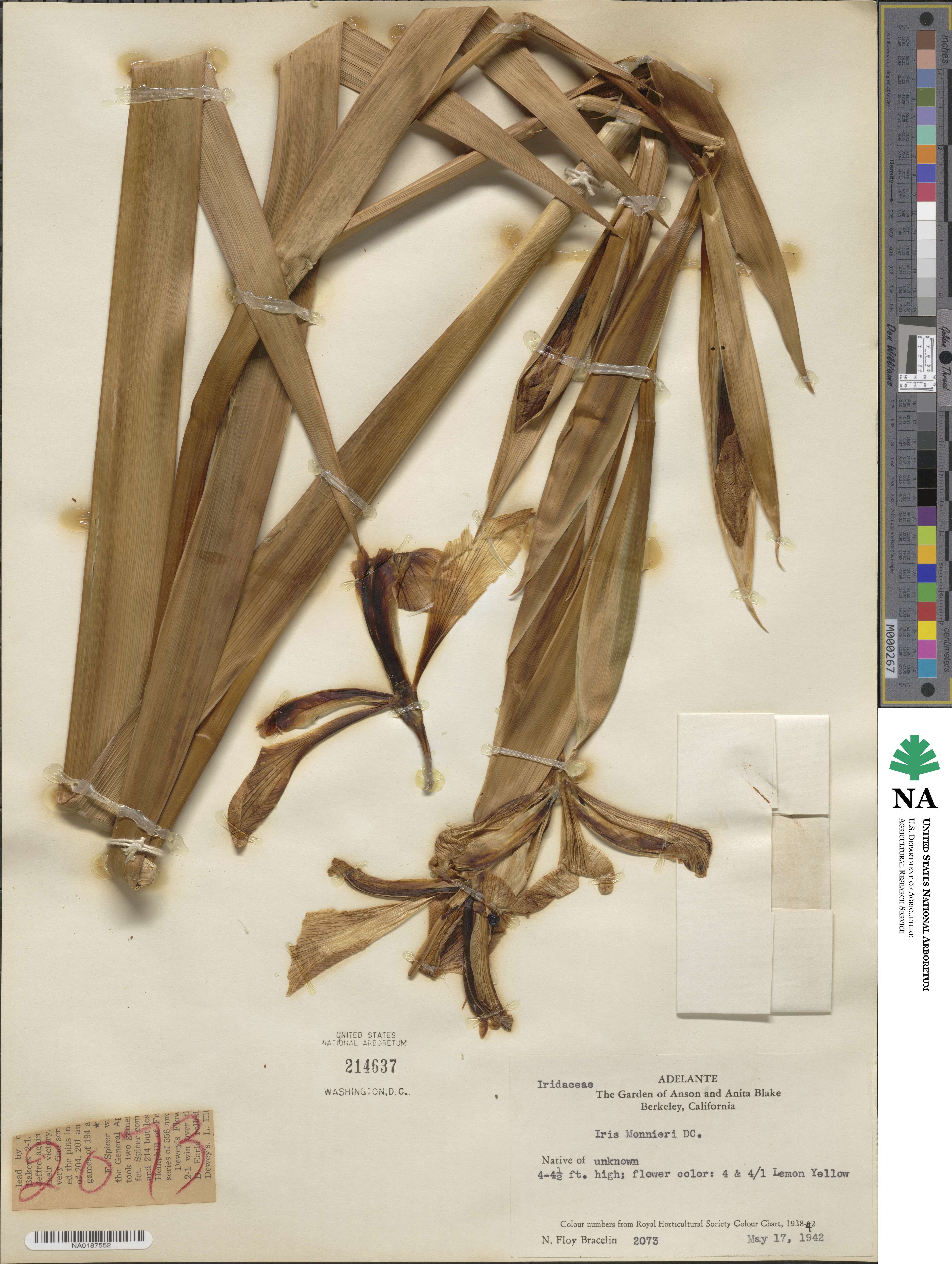 Iris orientalis image