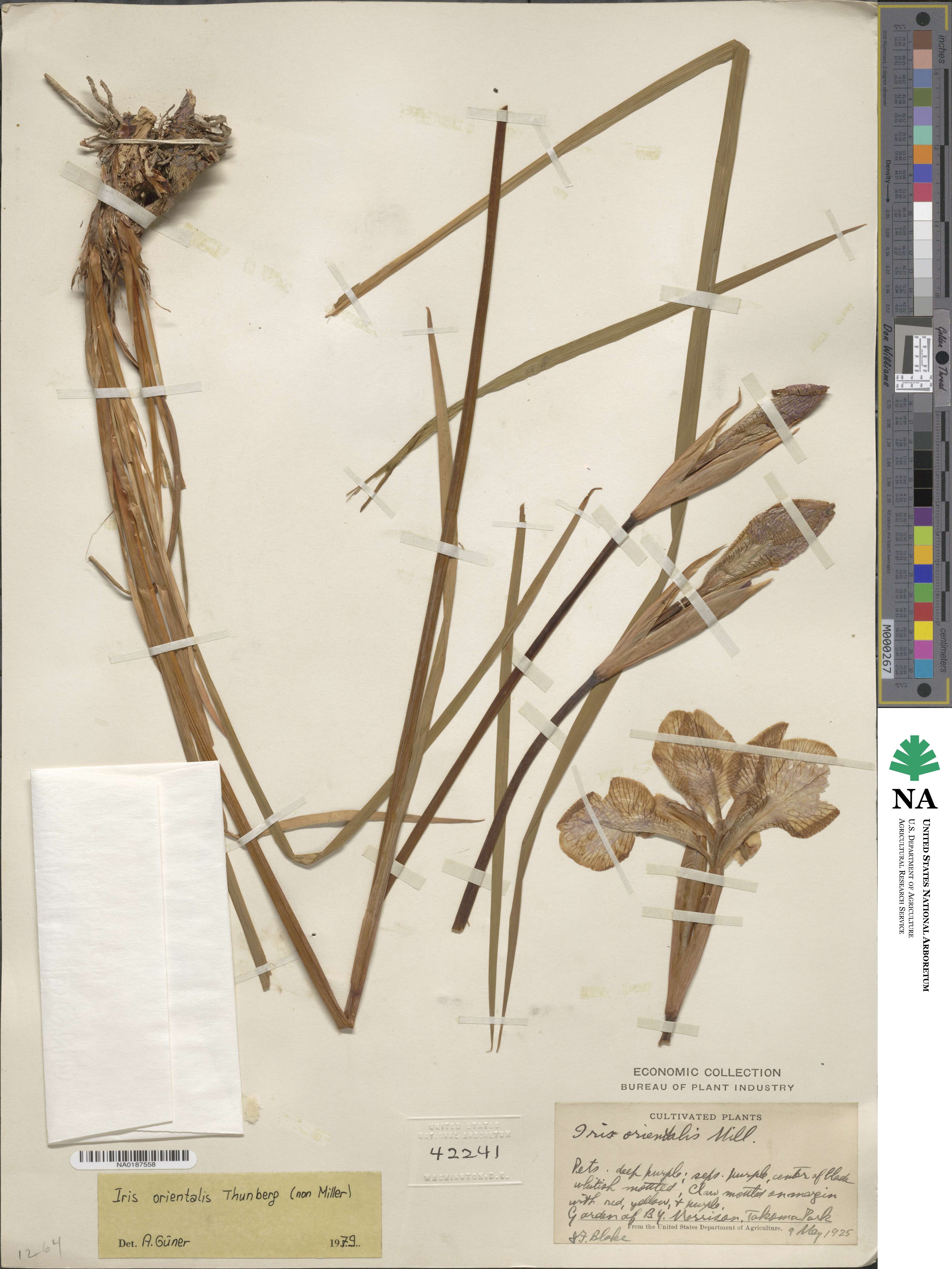 Iris orientalis image