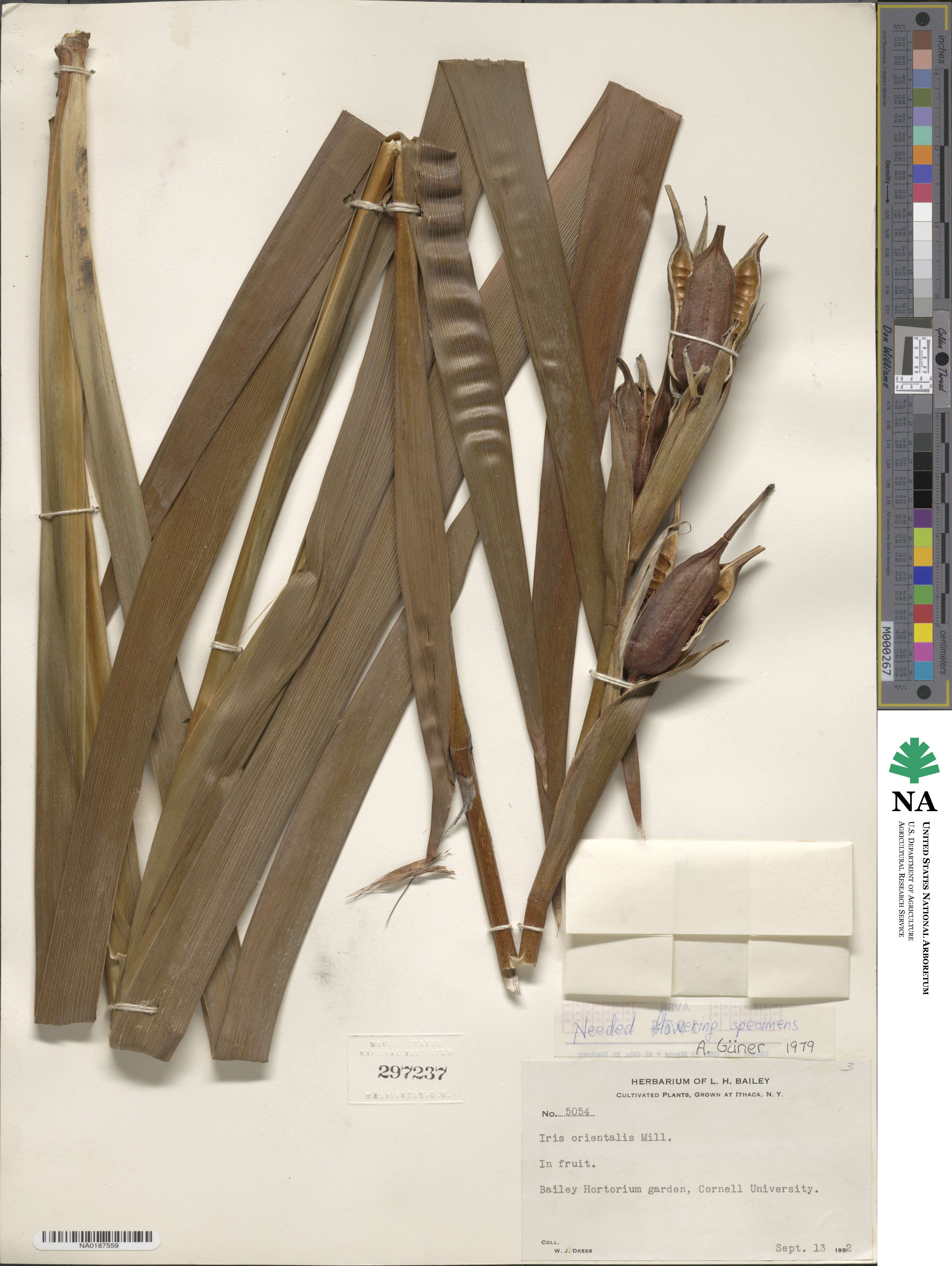 Iris orientalis image