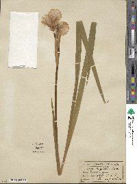 Iris orientalis image