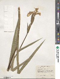 Iris pseudacorus image