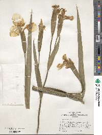 Iris pseudacorus image