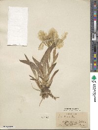 Iris pumila image