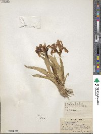 Iris pumila image